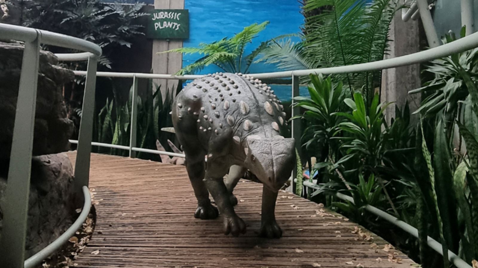 A 'dinosaur' at Bristol Aquarium